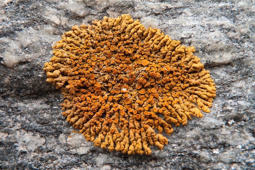 Xanthoria elegans -10